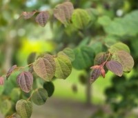 Cercidiphyllum japonicum  - Katsuraboom - 2