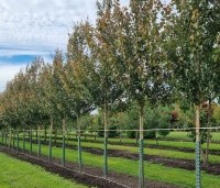 Acer rubrum 'Summer Red'  - Amerikaanse Esdoorn - 1