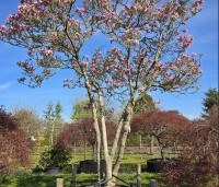Magnolia 'Betty' - Magnolia 'Betty' - 2