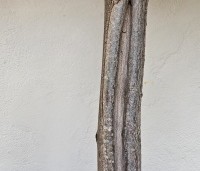 Tilia x europaea 'Euchlora' - Linde - zonnebrand of vorstscheuren kunnen voor schade aan de stam zorgen. De dichtgroei is al begonnen.
