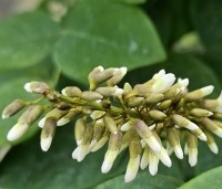 Maackia amurensis - Amur kurkboom - 1