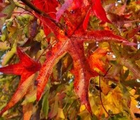 Liquidambar styraciflua 'Stared'  - Amberboom 'Stared' - 1