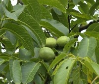 Juglans regia 'Buccaneer' - Walnoot - 2