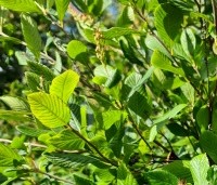 Clethra alnifolia - Schijnsels - 3