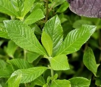 Clethra alnifolia - Schijnsels - 1