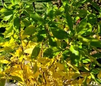 Clethra alnifolia - Schijnsels - 2
