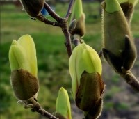 Magnolia 'Green Diamond' - Magnolia 'Green Diamond' - 1