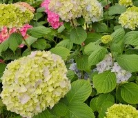 Hydrangea   macrophylla 'Nikko Blue'  - Hortensia 'Nikko Blue' - 1