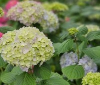 Hydrangea   macrophylla 'Nikko Blue'  - Hortensia 'Nikko Blue' - 2