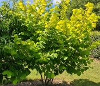 Corylus avellana 'Aurea' - Goudhazelaar - mei 2024