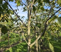 Juglans regia 'Cyril' - Walnoot 'Cyril' - 1
