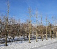 Ginkgo biloba - Japanse Notenboom - kwekerij THB perceel Vaassen 2026