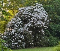 Rhododendron 'Cunningham's White' - Rododendron - 1