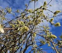 Wisteria brachybotrys 'Shiro Kapitan' - Witte regen - 1