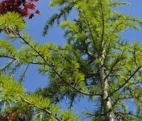 Cedrus deodara 'Aurea' - Himalayaceder 'Aurea' - 1