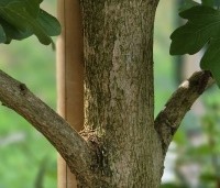 Acer campestre 'Green Column' - Zuilvormige veldesdoorn - 8