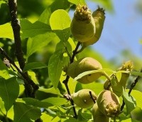 Chimonanthus praecox - Winterzoet of Meloenboompje - 1