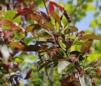 Malus toringo 'Freja' - Sierappel 'Freja'  - mei