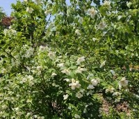 Philadelphus coronarius - Boerenjasmijn - 4