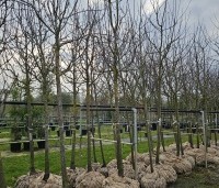 Malus dom. 'Cox Orange Pippin' - Malus 'Cox' - 1