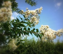 Lagerstroemia 'Natchez' bloemen wit