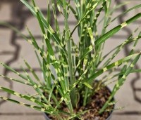 Miscanthus sinensis 'Strictus' - Prachtriet 'Strictus' - 1