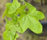 Liquidambar styraciflua 'Rotundiloba - Amberboom 'Rotundiloba' - 1