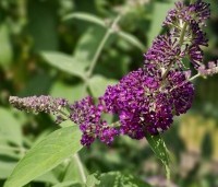 Buddleja davidii 'Black Knight' - Vlinderstruik 'Black Knight' - 3