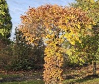Fagus sylvatica 'Atropunicea' - Rode beuk - 1