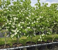 Cornus kousa 'China Girl' - Japanse grootbloemige kornoelje - 1