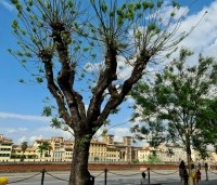 Sophora japonica - Honingboom - 1