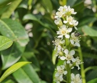 Prunus laurocerasus 'Genolia' - Laurierkers 'Genolia' - 2