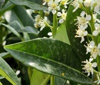 Prunus laurocerasus 'Genolia' - Laurierkers 'Genolia' - 1