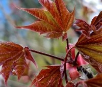 Acer 'Ample Surprise' - Esdoorn 'Ample Surprise' - 3