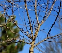 Acer 'Ample Surprise' - Esdoorn 'Ample Surprise' - 2