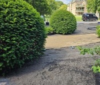 Taxus baccata - Venijnboom - 1