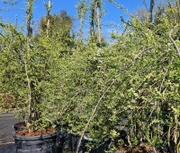 Exochorda macrantha 'The Bride'  - Parelstruik 'The Bride' - 1