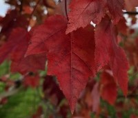 Acer rubrum 'Red Sunset' - Rode Esdoorn - 2