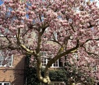 Magnolia soulangeana - Magnolia soulangeana - 2