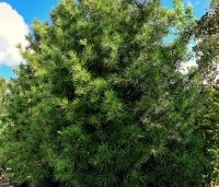 Sciadopitys verticillata - Kransspar - 1