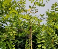 Robinia margaretta 'Casque Rouge' - Rode acacia - 2