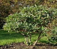 Edgeworthia chrysantha 'Grandiflora' - Papierstruik 'Grandiflora' - 1