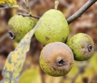Pyrus salicifolia 'Pendula' - Wilgbladige peer - 1