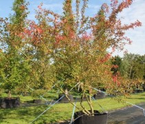 Acer Ginnale