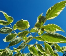 Aralia elata 'Variegata'