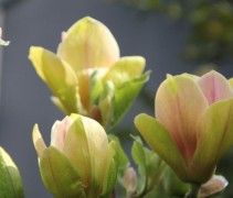 Magnolia Sunsation bloeiende smalle struik