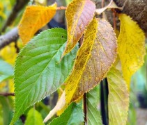 Prunus serrulata 'Kiku-shidare-Zakura' herfst