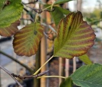 Alnus glutinosa - Zwarte Els - herfstblad eind oktober