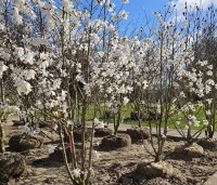 Magnolia loebneri 'Merrill' - Beverboom - 1