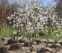 Magnolia loebneri 'Merrill' - Beverboom - 2